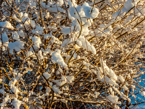 tree branches with snow on them  photo