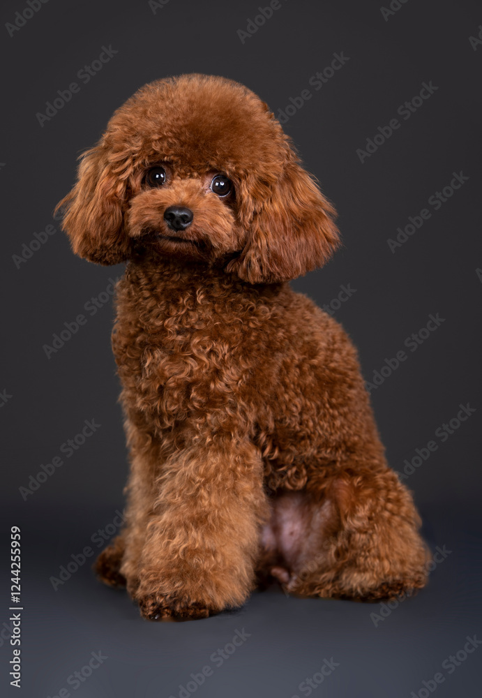 small dog toy poodle, chocolate color small dog toy poodle, chocolate color
