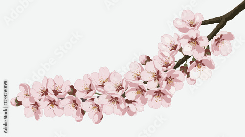 Blossoming Cherry Tree Branch on White