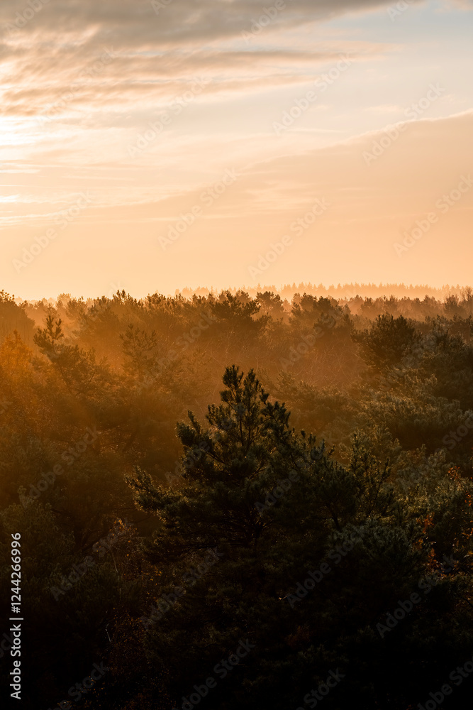 Fototapeta premium pretty morning over the forest canopy orange light nature trees