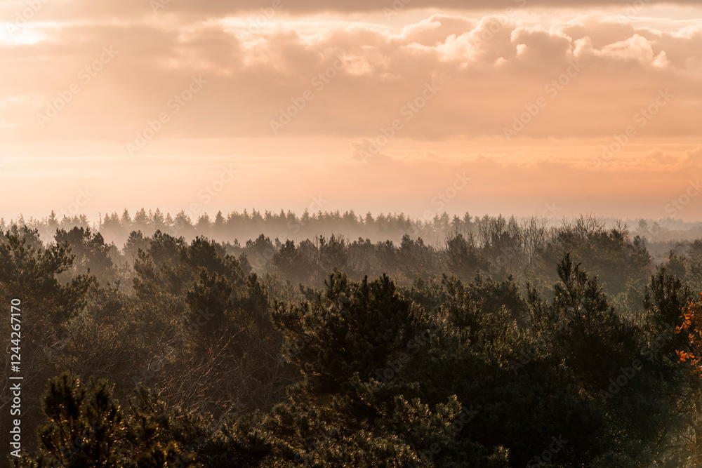 pretty morning over the forest canopy orange light nature trees pretty morning over the forest canopy orange light nature trees