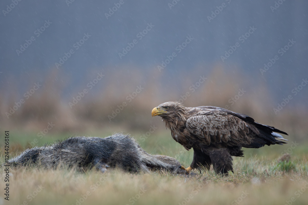 A white-tailed eagle next to a wild boar carcass in a meadow A white-tailed eagle next to a wild boar carcass in a meadow
