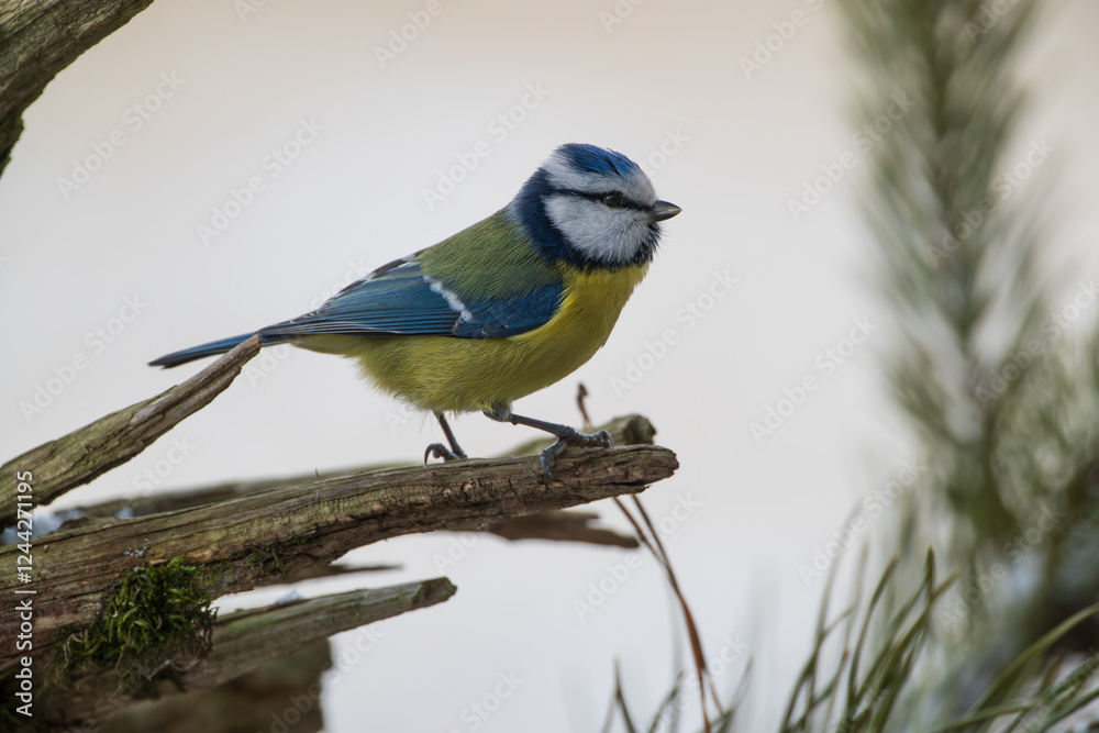 Obraz premium Blue Tit on a branch