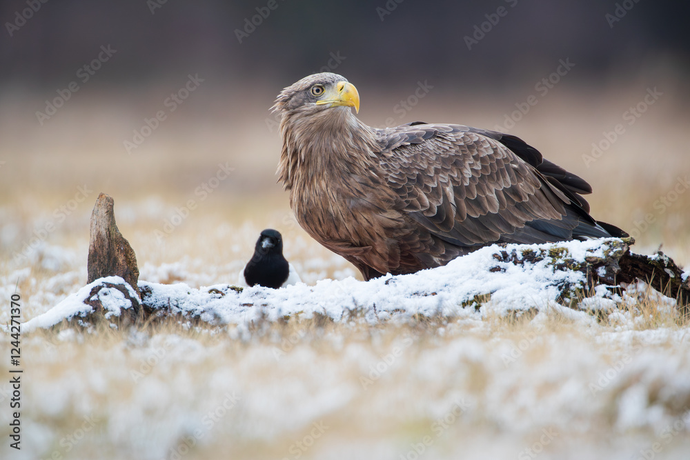 Fototapeta premium A white-tailed eagle and a magpie sitting behind a log