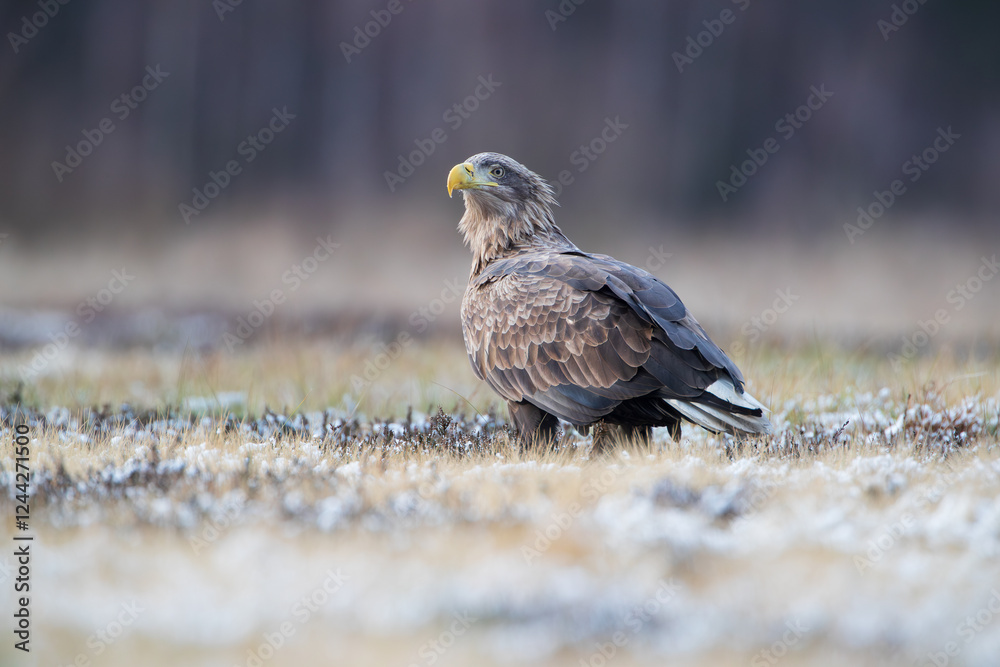 Fototapeta premium Landscape with a white-tailed eagle on a snow-covered meadow