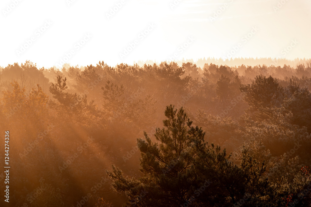 Fototapeta premium pretty morning over the forest canopy orange light nature trees
