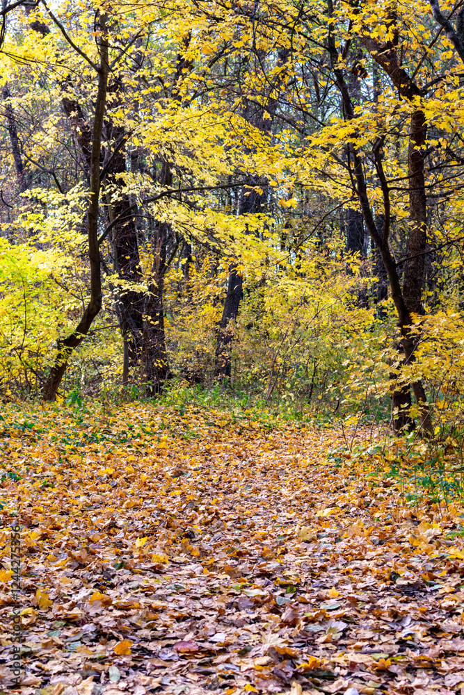Scenic forest during autumn with golden yellow leaves covering the ground Scenic forest during autumn with golden yellow leaves covering the ground