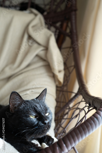 Cozy black cat lounging comfortably on a woven chair basking in sunlight streaming through a window highlighting its glossy fur and relaxed demeanor photo