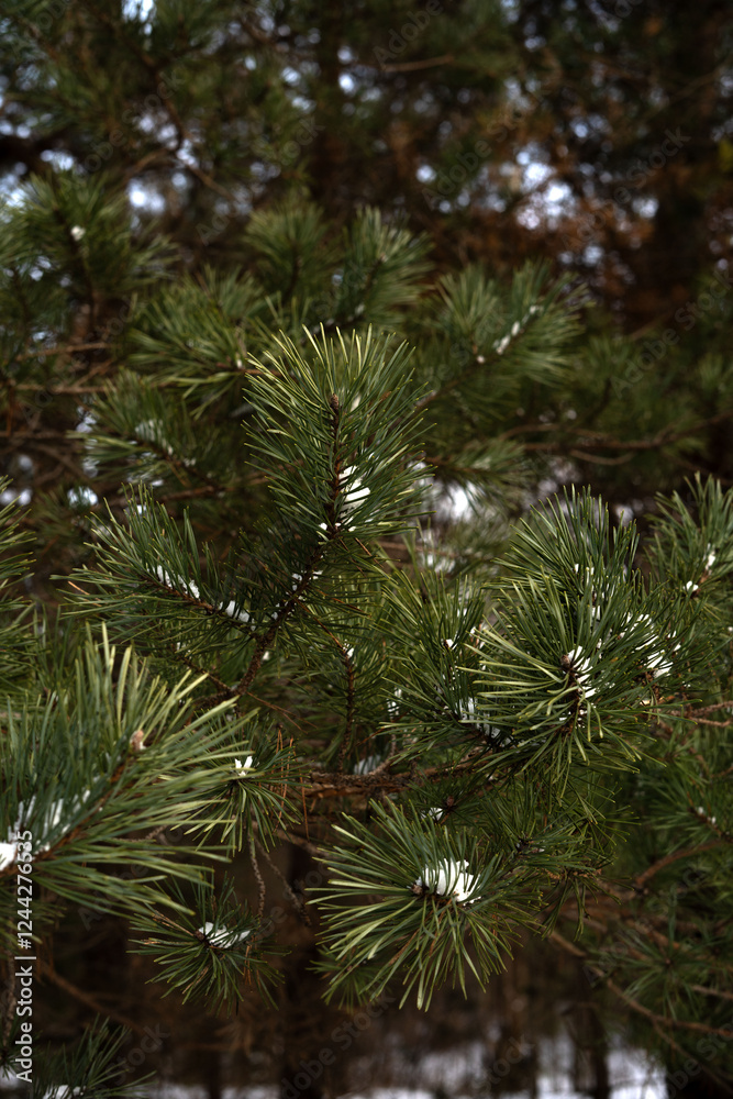 Close-up view of green pine tree branches with small patches of white snow nestled among the needle-like leaves, capturing a serene winter scene in a forest environment Close-up view of green pine tree branches with small patches of white snow nestled among the needle-like leaves, capturing a serene winter scene in a forest environment