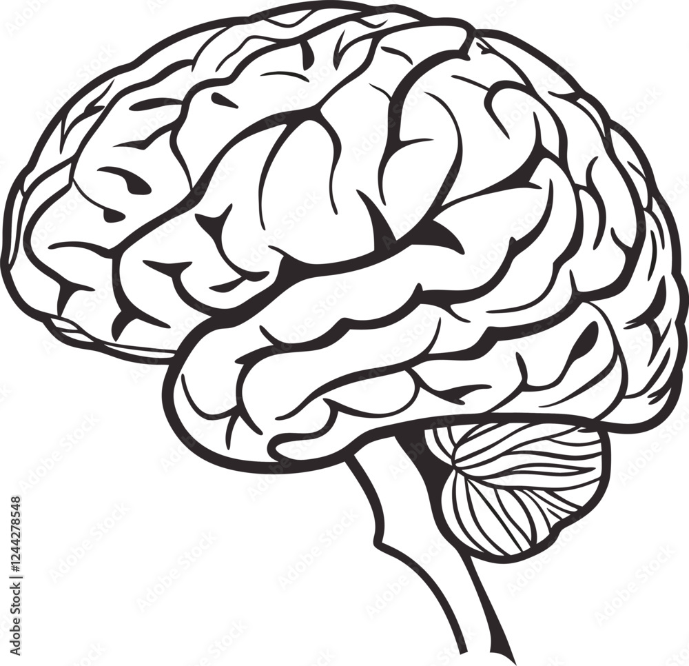 Fototapeta premium Human brain vector hand drawn. Vector anatomy illustration of the human brain. Brain vector art with white background.