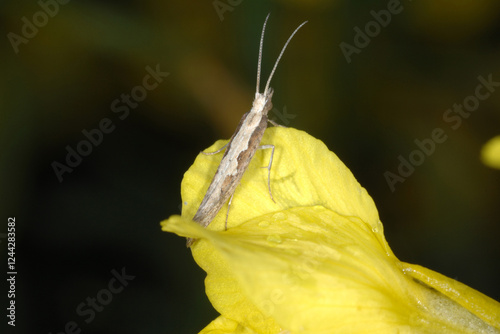 Kohlschabe,  Plutella xylosrella L., Rapsblüte photo