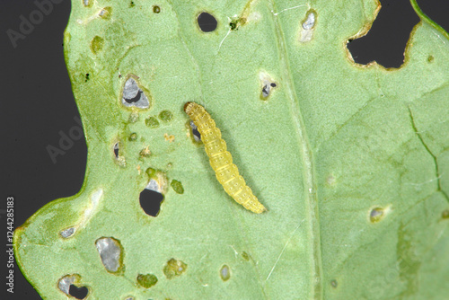 Kohlschabe, Plutella xylostella, Larve, Schadbild