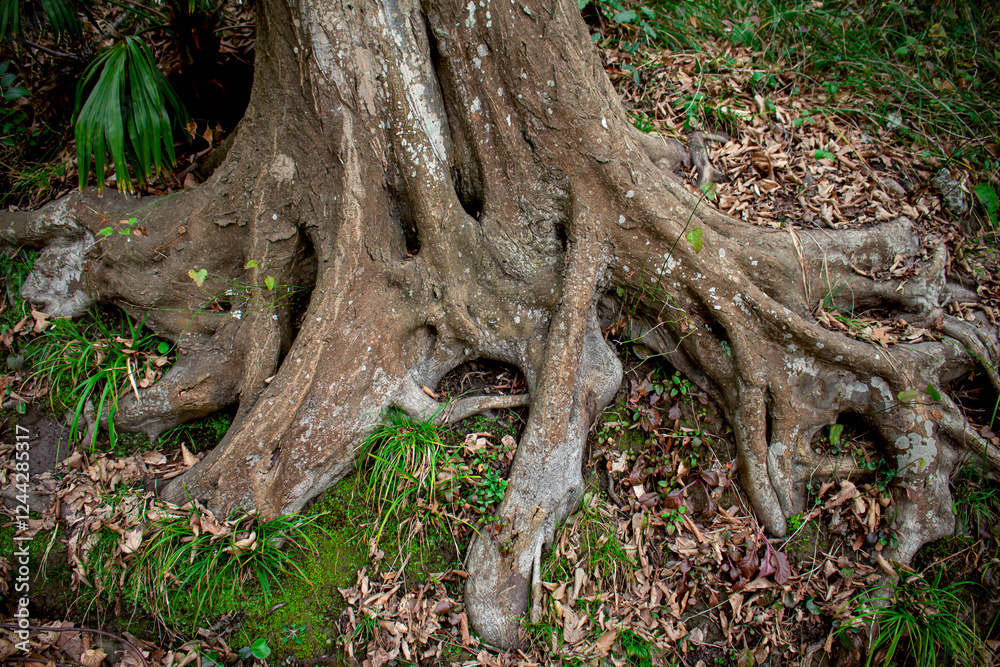 branched roots of an old tree branched roots of an old tree