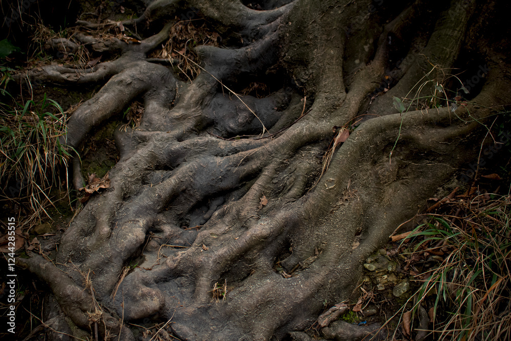 branched roots of an old tree branched roots of an old tree