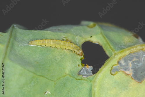 Kohlschabe, Plutella xylostella, Larve, Schadbild photo