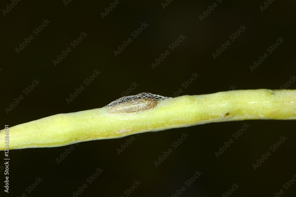 Kohlschabe, Plutella xylosrella L., Puppe, Rapsschote Kohlschabe, Plutella xylosrella L., Puppe, Rapsschote