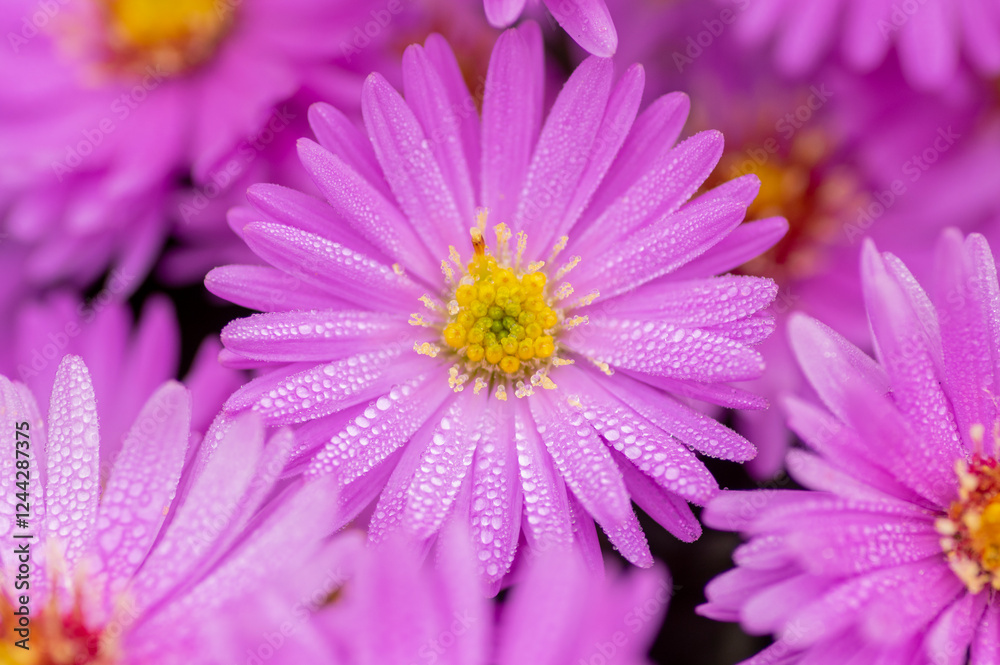 Symphyotrichum novi-belgii flowering plant, beautiful summer autumn rich petal flowers in bloom