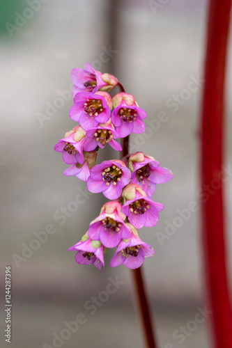 Obraz na płótnie Bergenia crassifolia heartleaf elefant ears flowers in bloom, bright pink purple flowering springtime plant w salonie