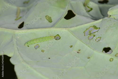 Kohlschabe, Plutella xylostella, Larve, Schadbild photo