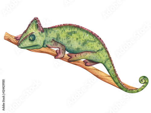 Watercolor illustration of green chameleon on a branch. Exotic African animal isolated on white background. Painting wildlife-themed for designs invitation and card