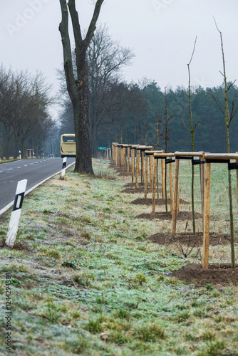 Obraz na płótnie Eine Baumallee wird verjüngt w salonie
