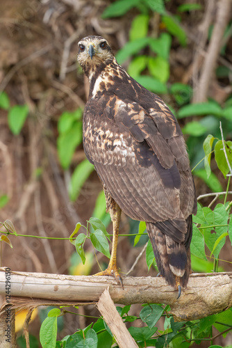 A close up of a Mangrove black hawk (Buteogallus anthracinus subtilis) looking down from a tree photo