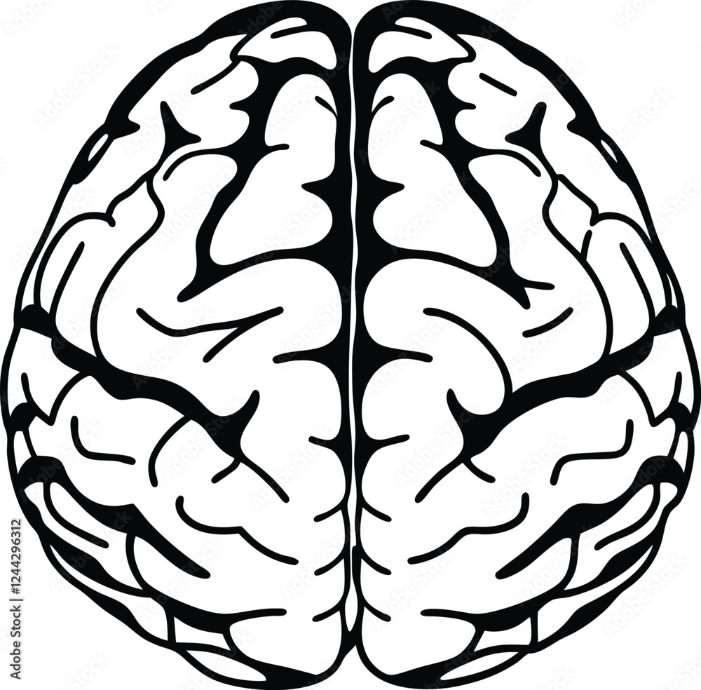 Obraz premium Human brain vector hand drawn. Vector anatomy illustration of the human brain. Brain vector art with white background.