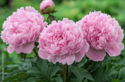 Beautiful pink peonies in full bloom surrounded by lush greenery on a sunny day