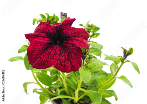 One red petunia.