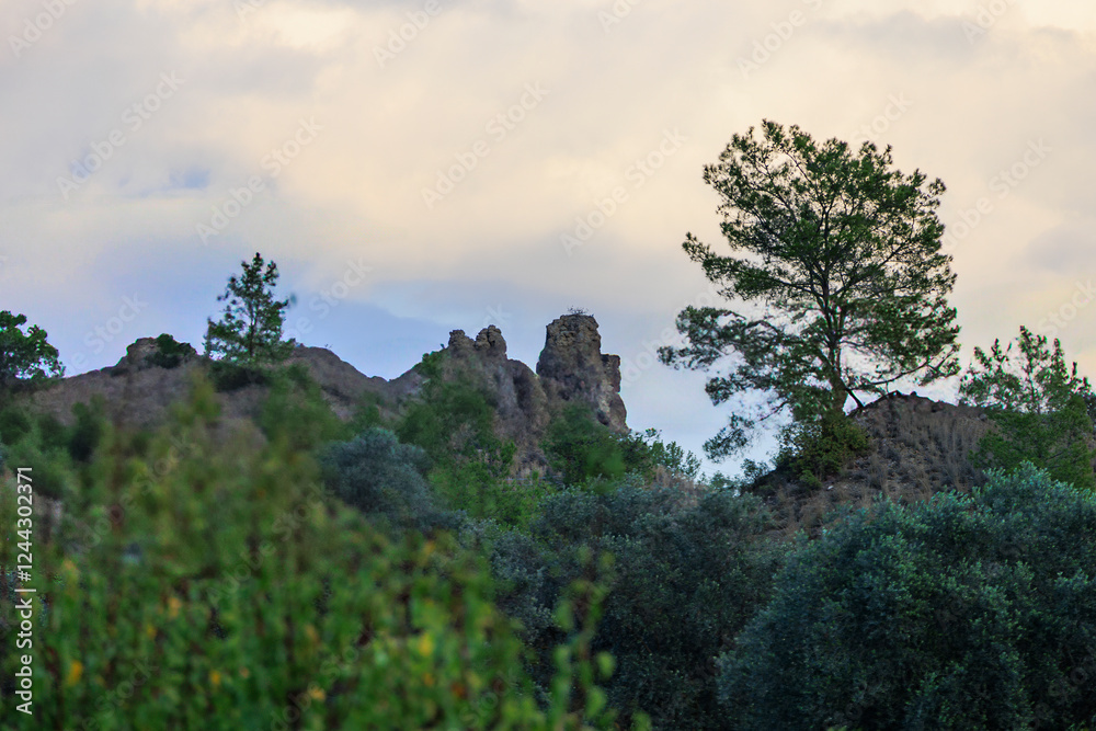 Rocky Hill with Lone Pine Tree and Mediterranean Vegetation