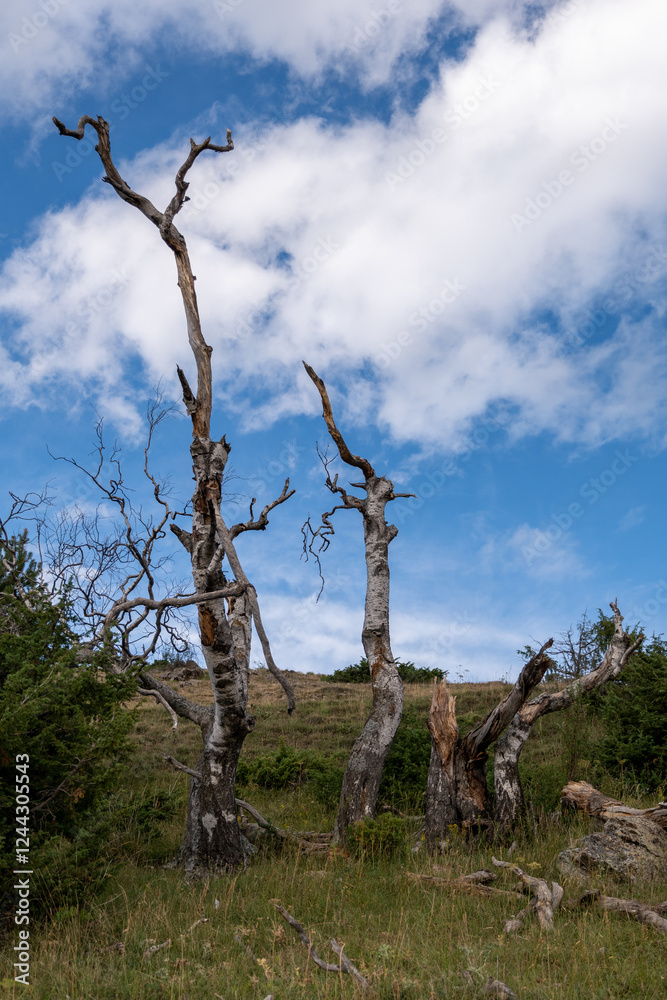 Obraz premium dead tree in the desert