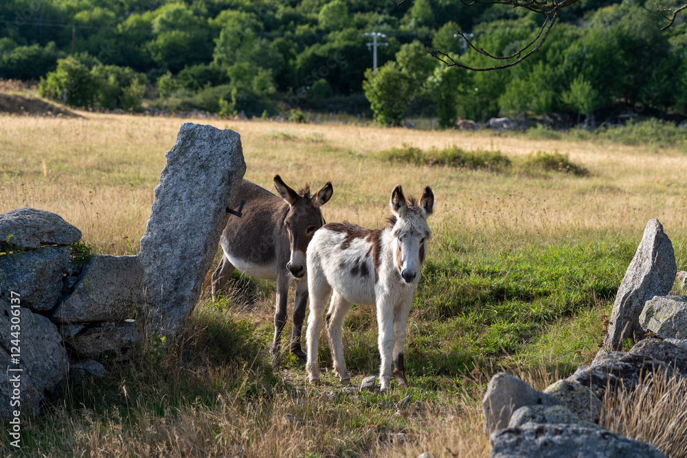 Fototapeta premium white goat on a farm