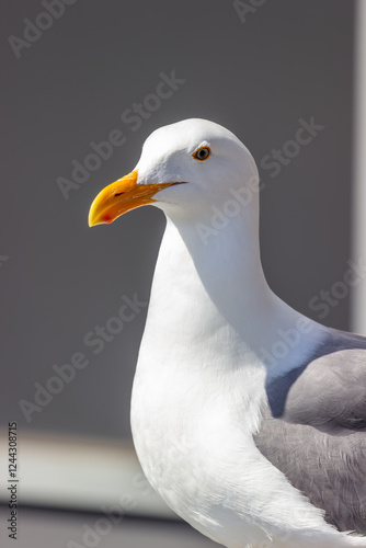 Obraz na płótnie A detailed close-up portrait of a seagull with white feathers and a yellow beak, showcasing the bird's natural beauty and intricate features. w salonie