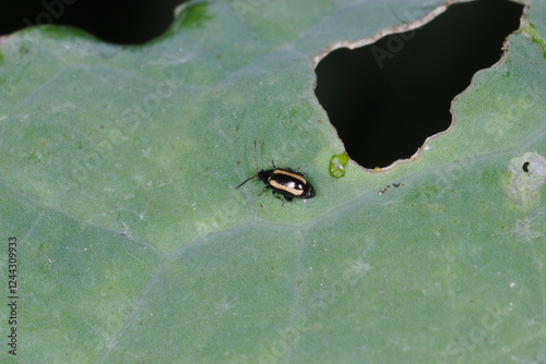 Erdfloh, Gewelltstreifige  Kohlerdfloh, Phyllotreta spp.,  undulata photo