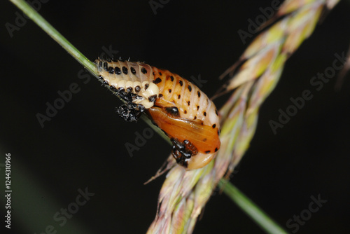 Großer Pappelblattkäfer,  Melasoma populi L. photo