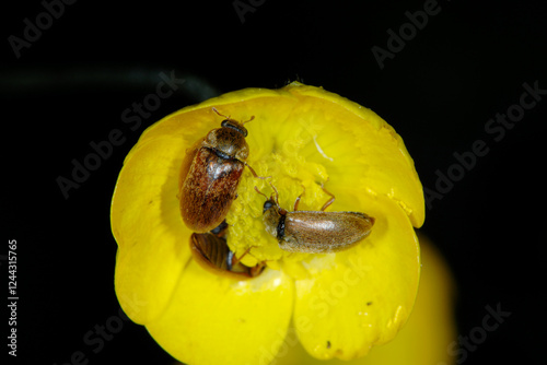 Himbeerkäfer,  Byturus tomentosus photo