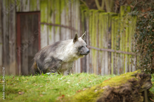 Hyaena brunnea is standing in zoo habitat. She is beautiful animal with long hair. photo