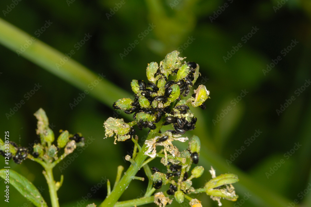 Rapsglanzkäfer, Meligethes aeneus F. in Sommerraps Rapsglanzkäfer, Meligethes aeneus F. in Sommerraps