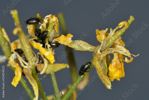 Rapsglanzkäfer,  Meligethes aeneus F. , Winterraps photo