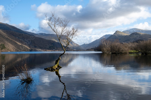 Loan tree in the water of Llyn Padarn Lake, Llanberis, Wales, UK, with mountains in the background against a blue sky with clouds.