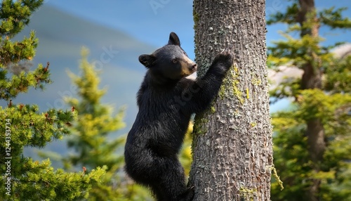 Striking Moment Wild Alaskan Black Bear Scaling a Forested Hillside Among Summer Greenery in the picturesque town of Sitka, Alaska