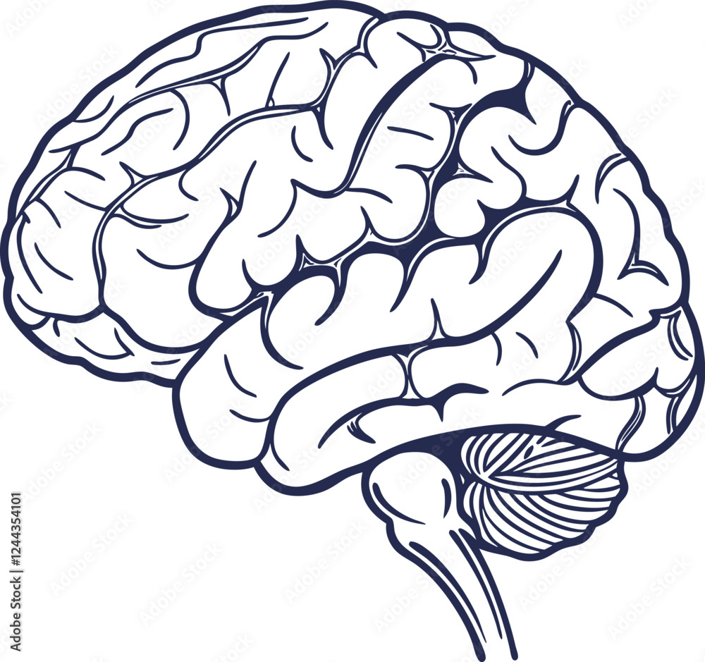 Fototapeta premium Human brain vector hand drawn. Vector anatomy illustration of the human brain. Brain vector art with white background.