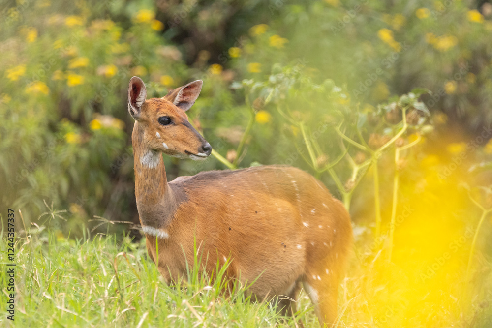 Fototapeta premium Buschbock