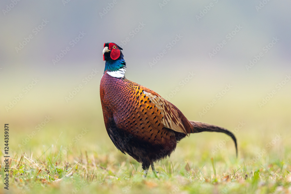 Fototapeta premium Birds - Common Pheasant (Phasianus colchicus) male - cock