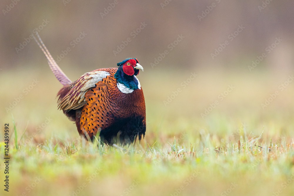 Naklejka premium Birds - Common Pheasant (Phasianus colchicus) male - cock