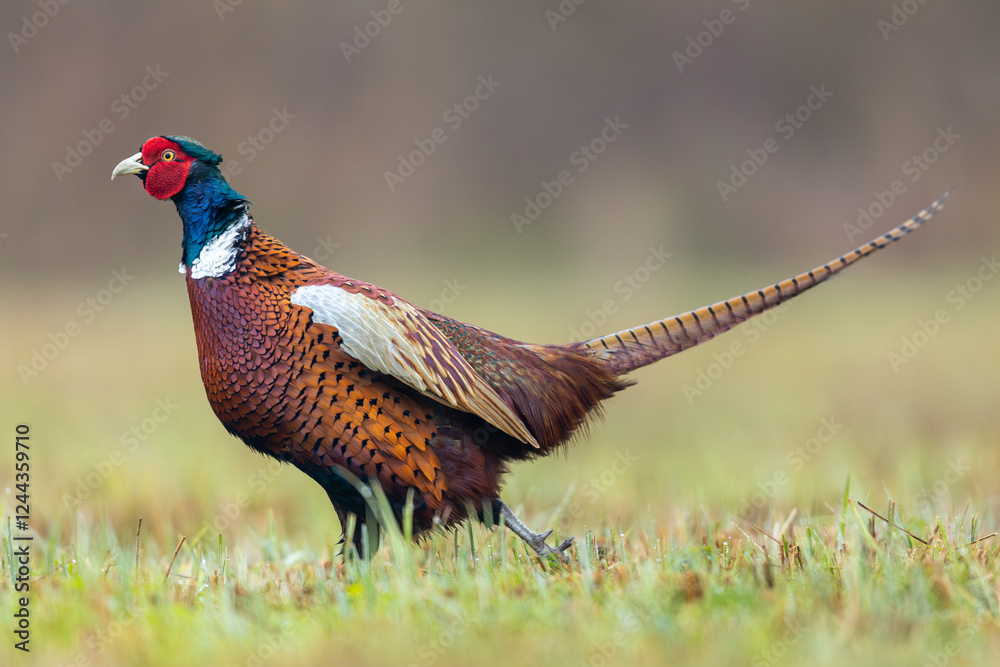 Fototapeta premium Birds - Common Pheasant (Phasianus colchicus) male - cock