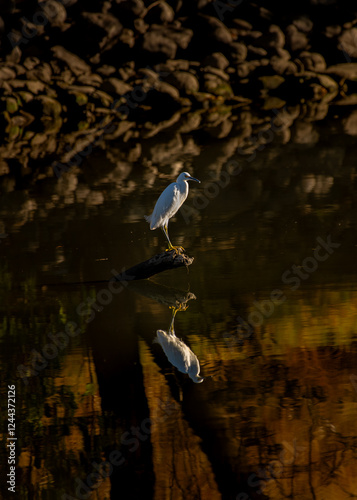 Great white Egret on the San Joaquin river on a clear sunny day  photo