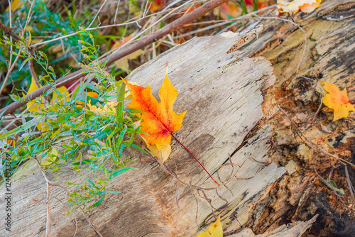 Wooden log on a forest ground surrounded with autumn fall maple leaves and plant foliage in the afternoon daylight. Outdoor nature background. Bright vibrant red green yellow colors. Warm sunny day. photo