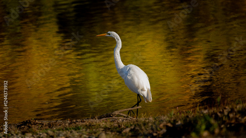 Great white Egret on the San Joaquin river on a clear sunny day  photo