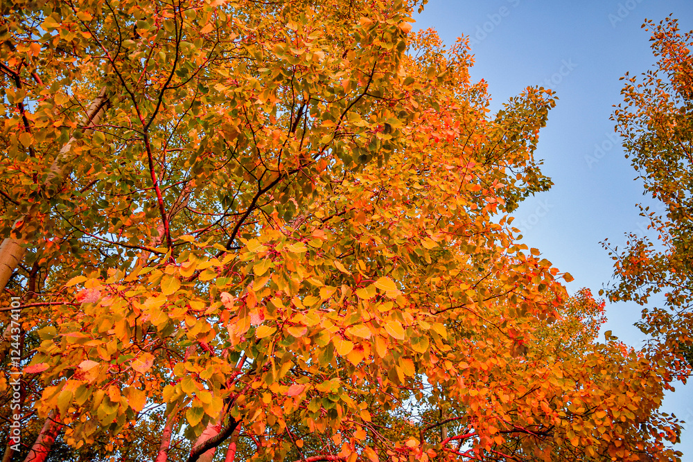 Changing orange forest maple tree leaves in the autumn fall season against blue sky background. Warm evening nature day at a park outdoors. Landscape background in october. Maple leaf foliage Changing orange forest maple tree leaves in the autumn fall season against blue sky background. Warm evening nature day at a park outdoors. Landscape background in october. Maple leaf foliage
